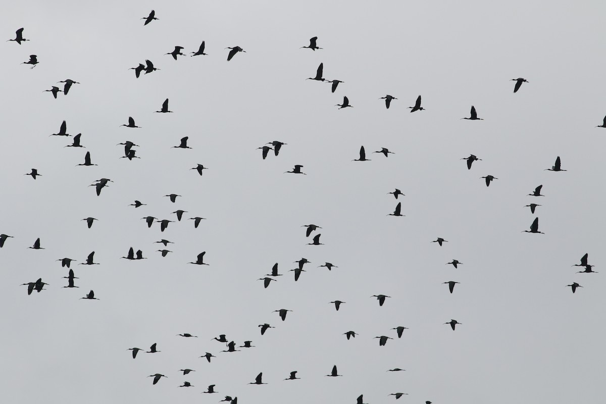 Glossy Ibis - ML505325621