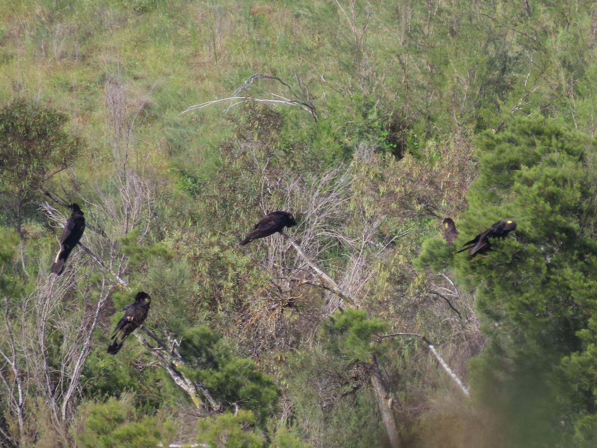 Yellow-tailed Black-Cockatoo - ML505325661