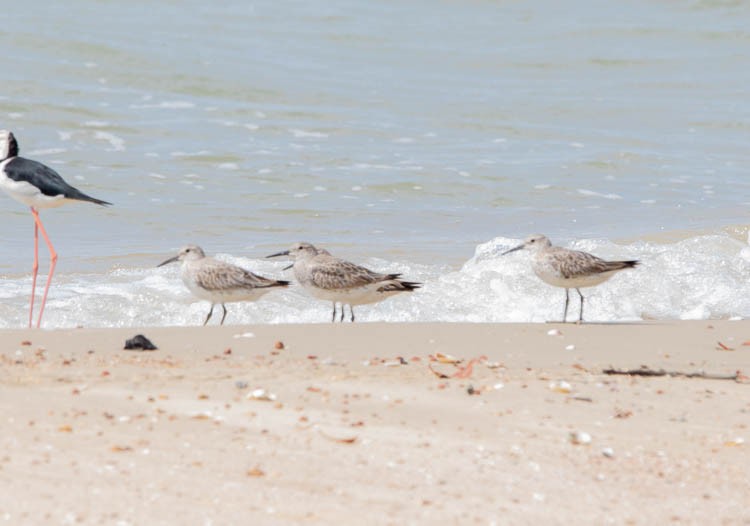 Great Knot - ML505326461
