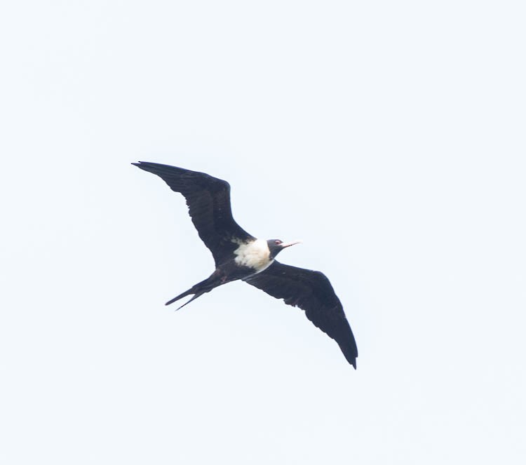 Lesser Frigatebird - ML505326581