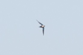 White-throated Needletail - Jess Findlay