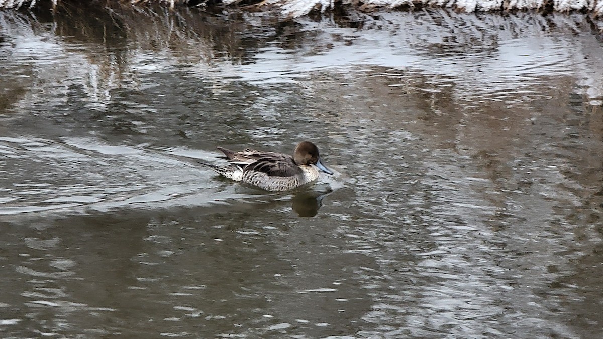 Northern Pintail - Paul Choate