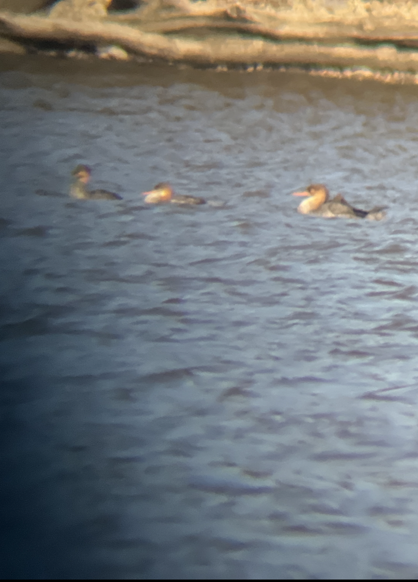 Red-breasted Merganser - ML505329771