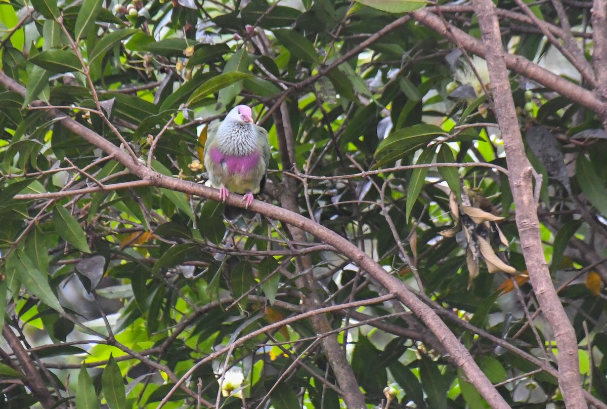 Rapa Fruit-Dove - ML505331611