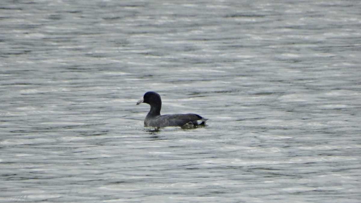 American Coot - ML505331891