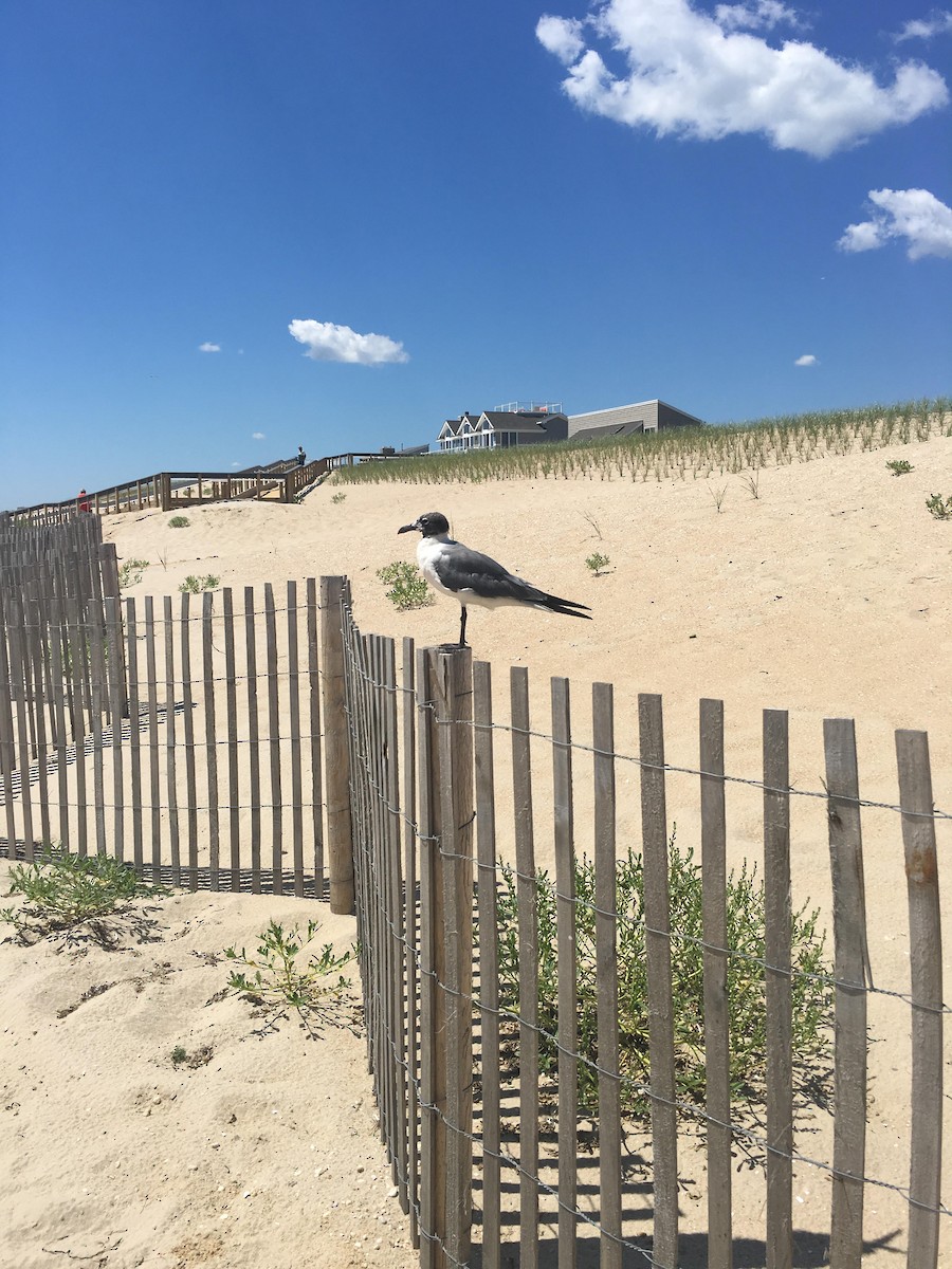 Laughing Gull - ML505332491