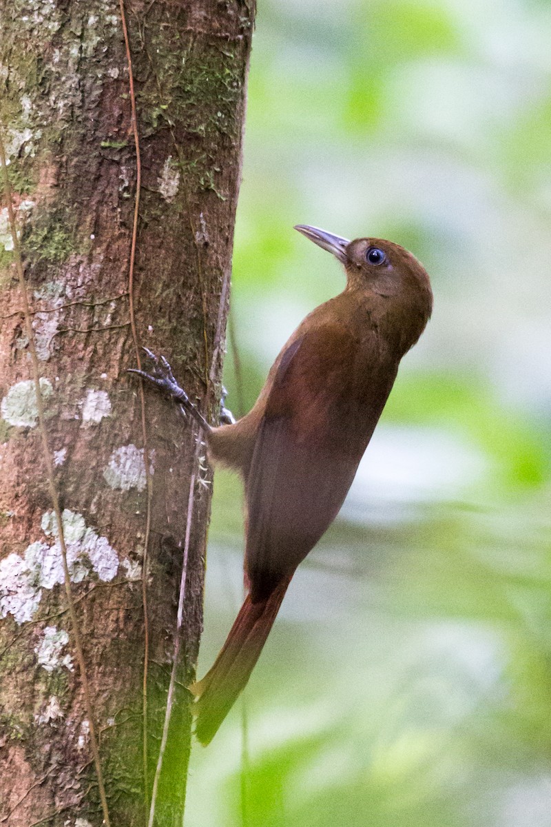 White-chinned Woodcreeper - Rob Felix