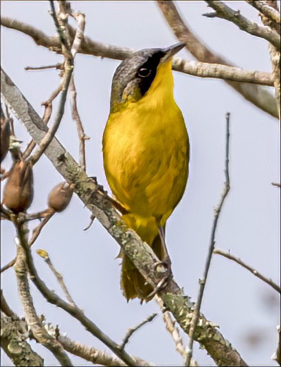 Paruline voilée - ML505335191