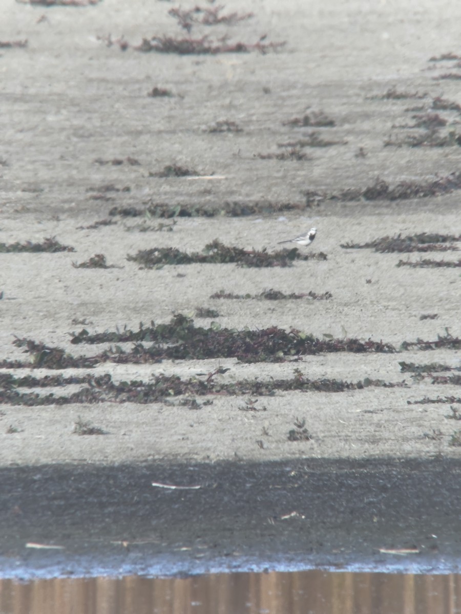 White Wagtail - ML505336371