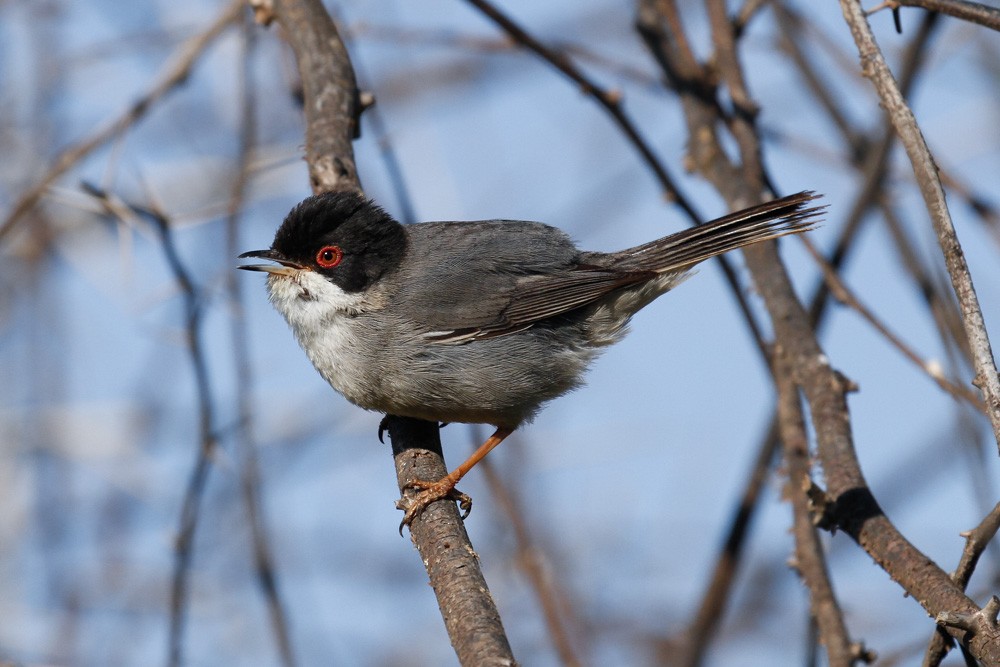 Sardinian Warbler - ML50533761
