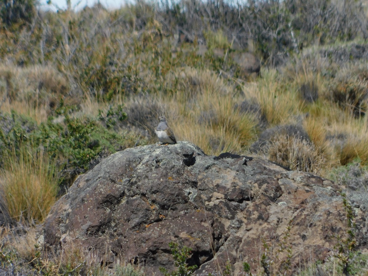 Gray-breasted Seedsnipe - ML505337841