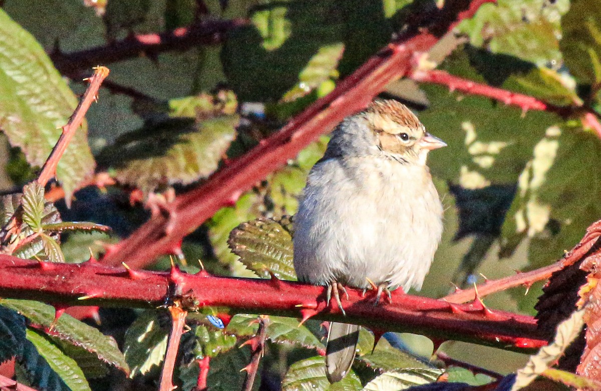 Chipping Sparrow - ML505338331