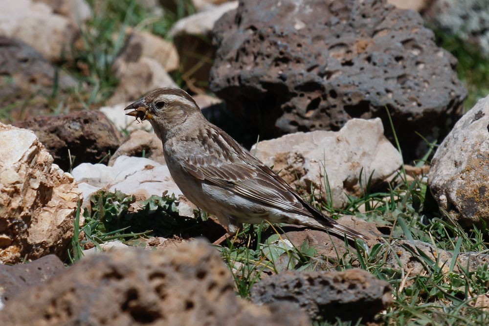 Rock Sparrow - James Kennerley