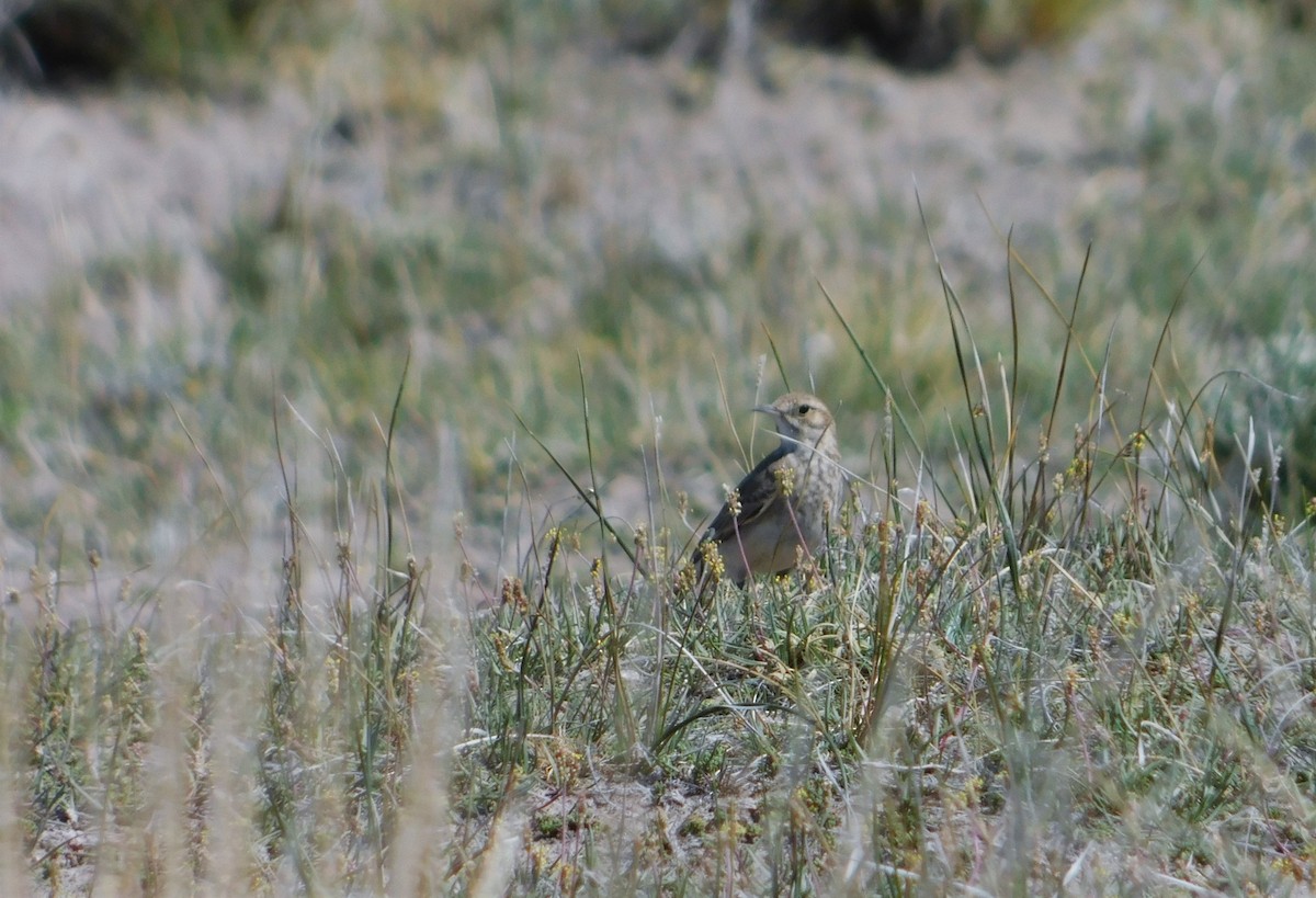 Common Miner (Patagonian) - ML505339211