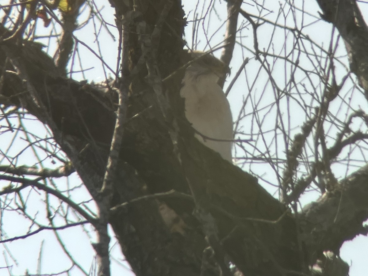 Ferruginous Hawk - ML505339231