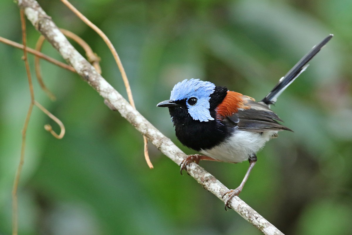 Lovely Fairywren - Luke Seitz
