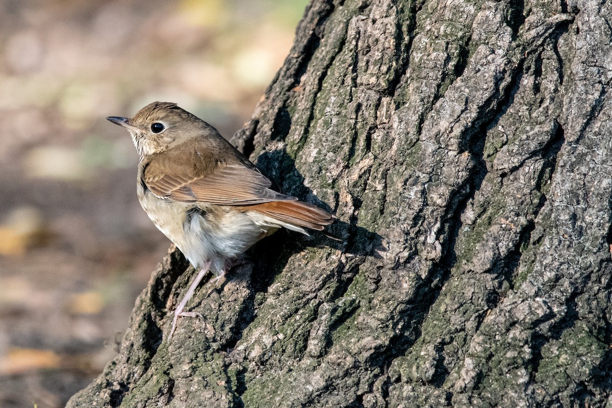 Hermit Thrush - ML505341171