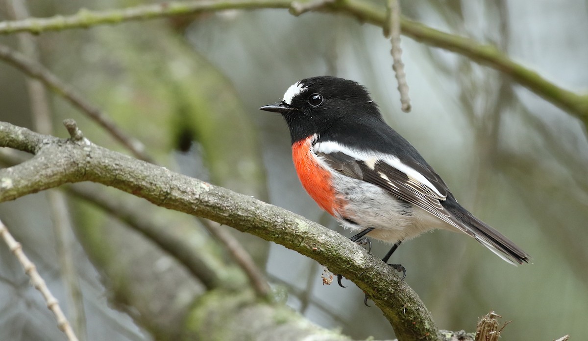 Scarlet Robin - Luke Seitz