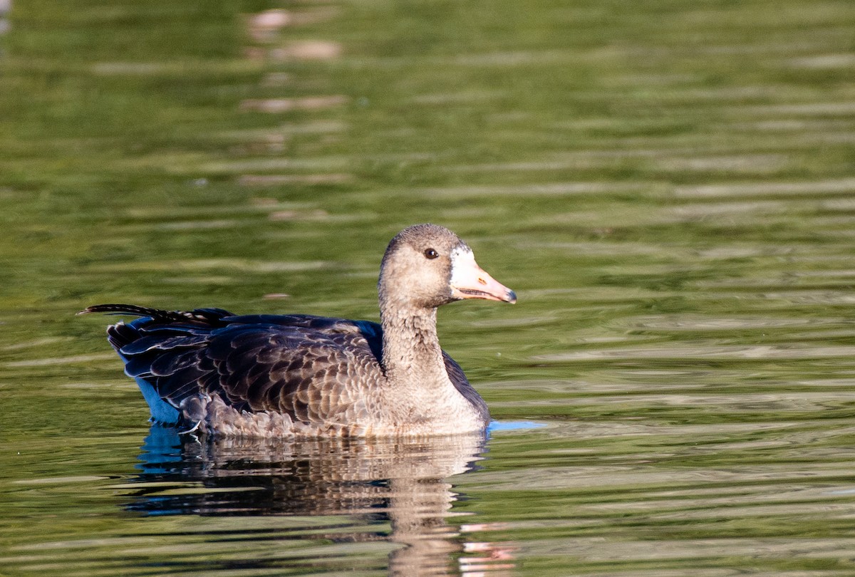 Greater White-fronted Goose - ML505343941