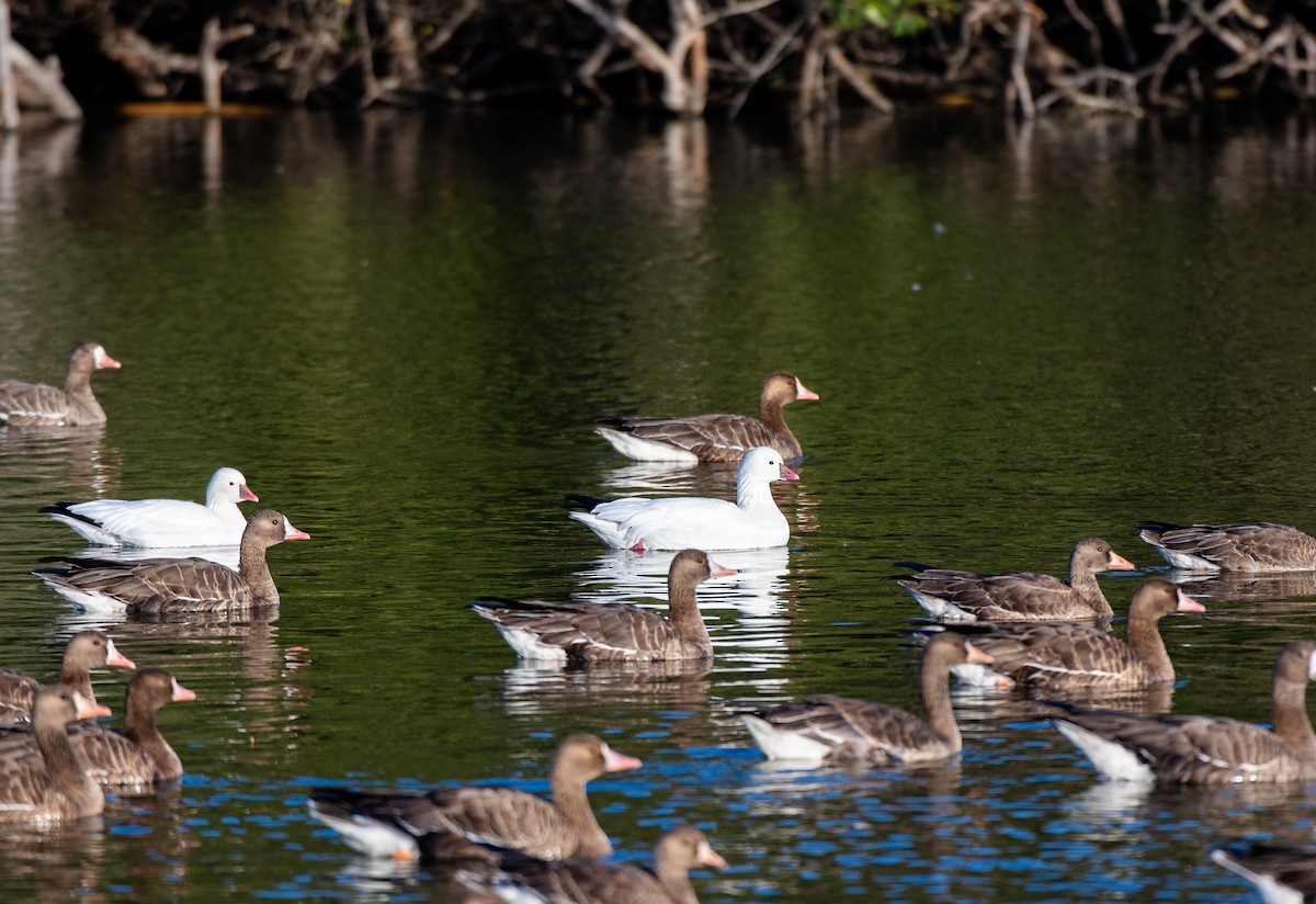 Greater White-fronted Goose - ML505343951