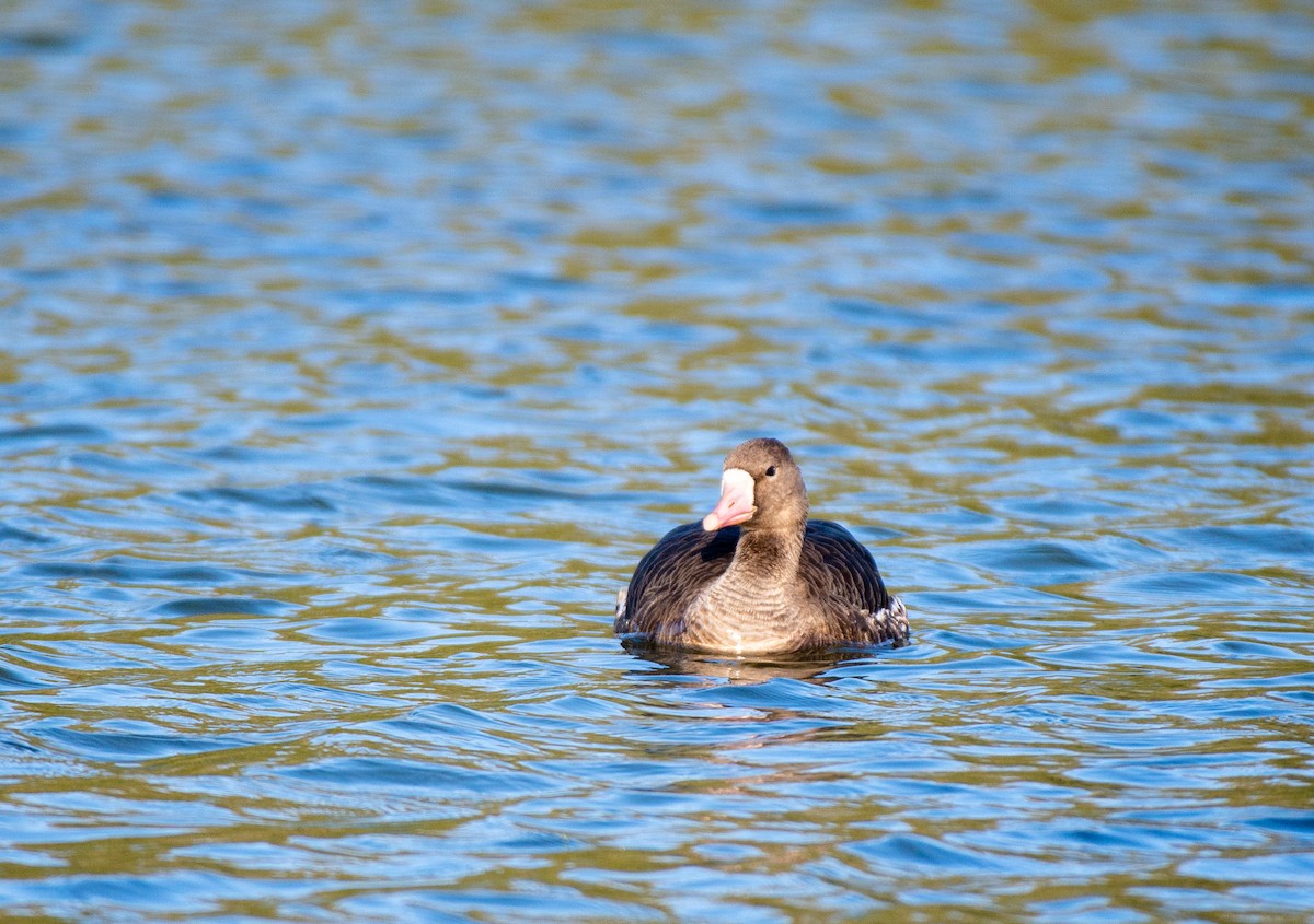 Greater White-fronted Goose - ML505343961
