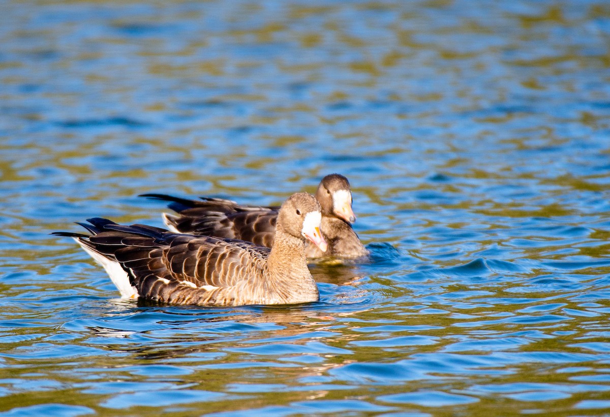 Greater White-fronted Goose - ML505343971