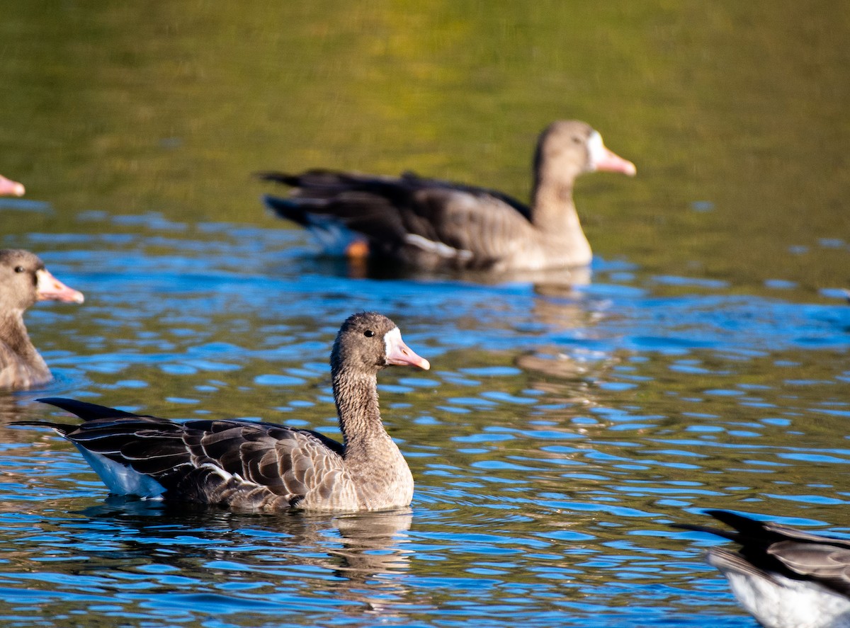 Greater White-fronted Goose - ML505343991