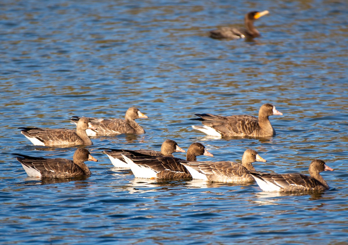 Greater White-fronted Goose - ML505344021