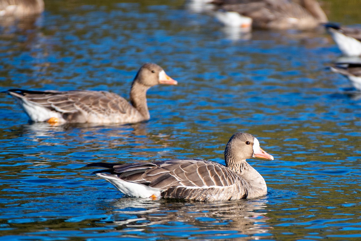 Greater White-fronted Goose - ML505344031