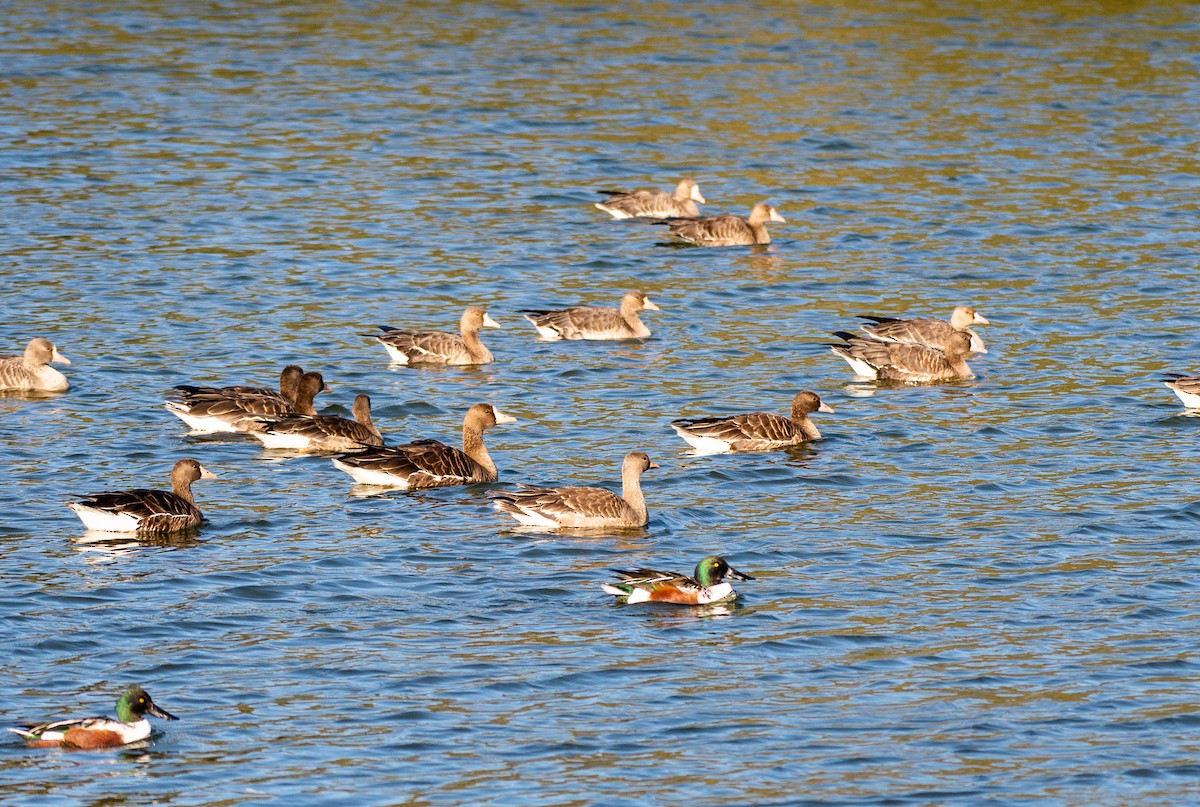 Greater White-fronted Goose - ML505344041