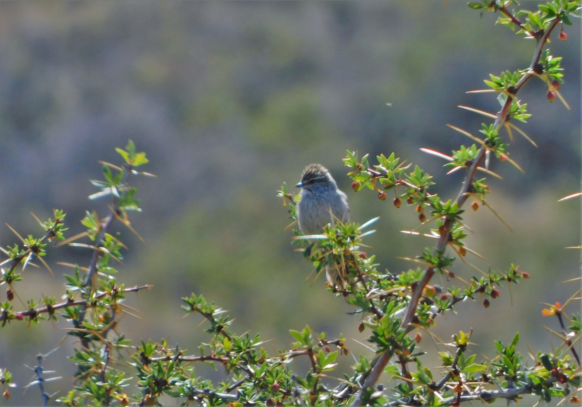 Plain-mantled Tit-Spinetail (aegithaloides) - ML505344091