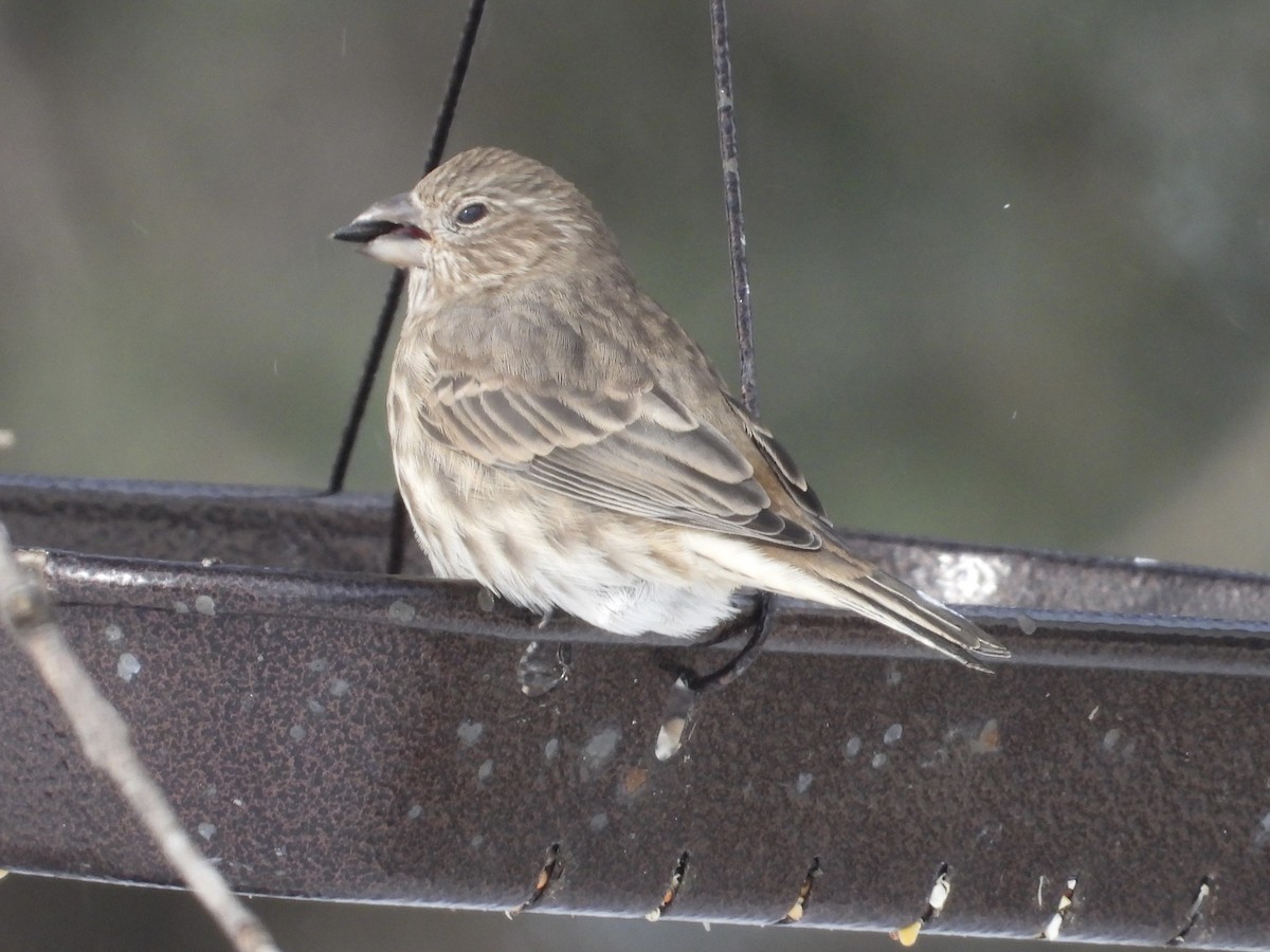 House Finch - ML505345171