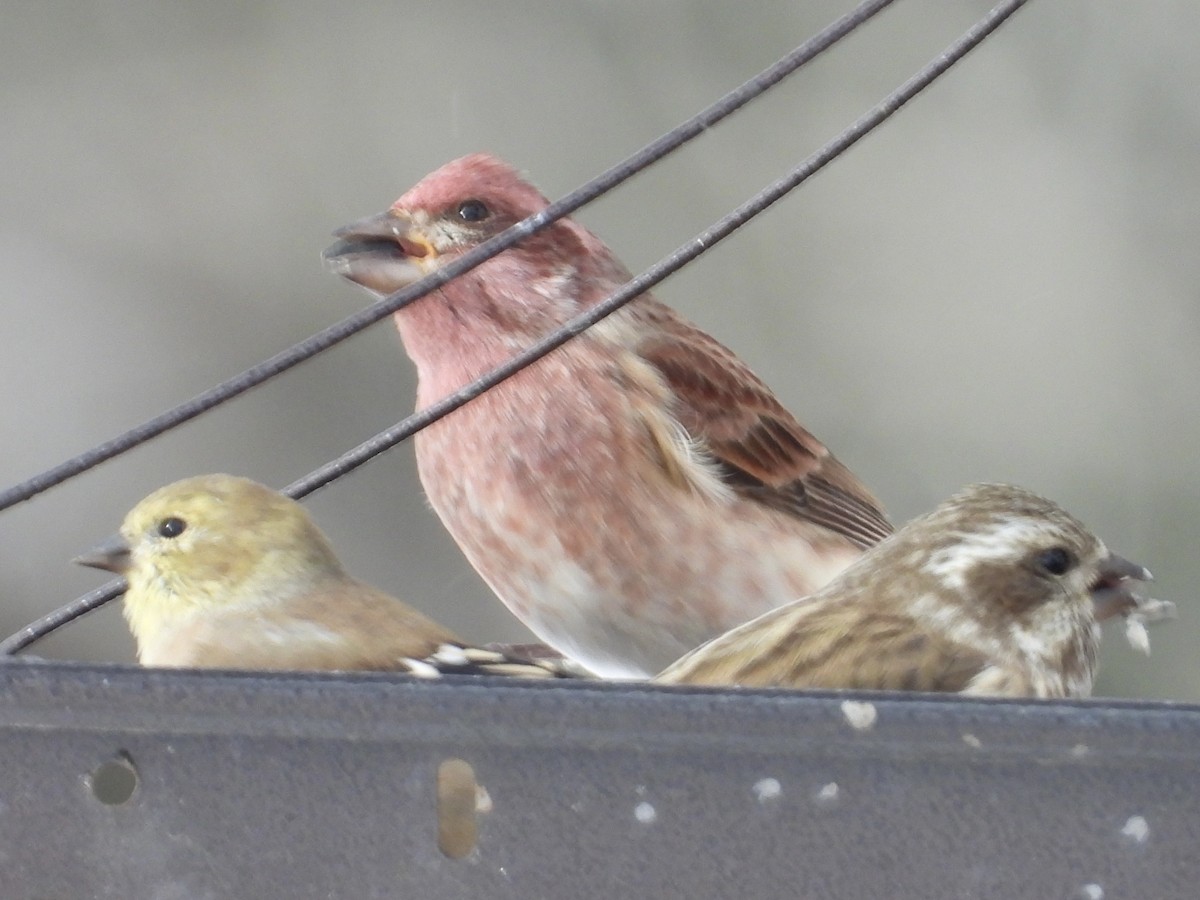 Purple Finch - ML505345201