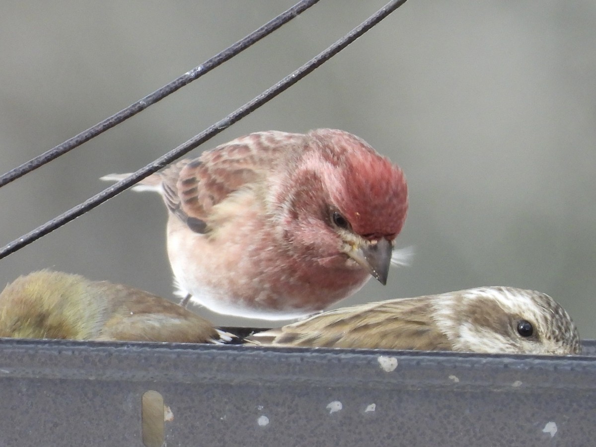 Purple Finch - ML505345211