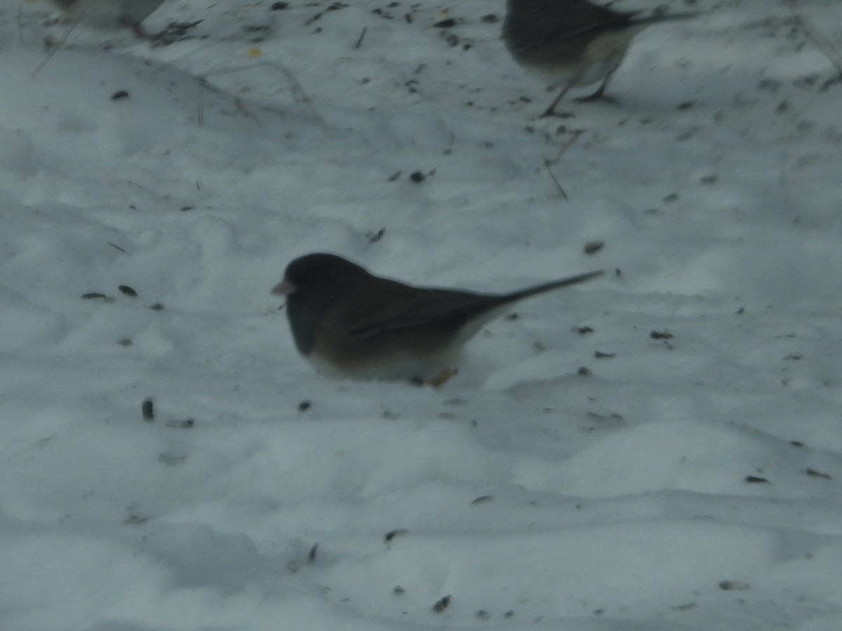 Dark-eyed Junco (Oregon) - ML505345261