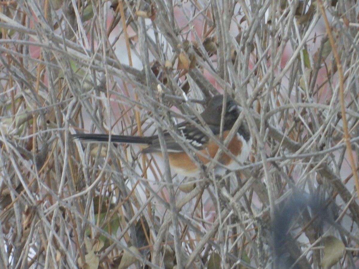 Spotted Towhee - ML505345291