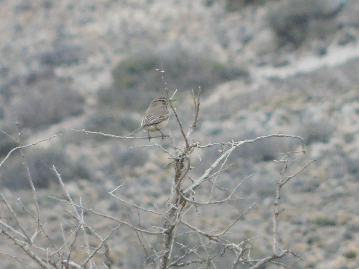 Gray-bellied Shrike-Tyrant - ML505346041