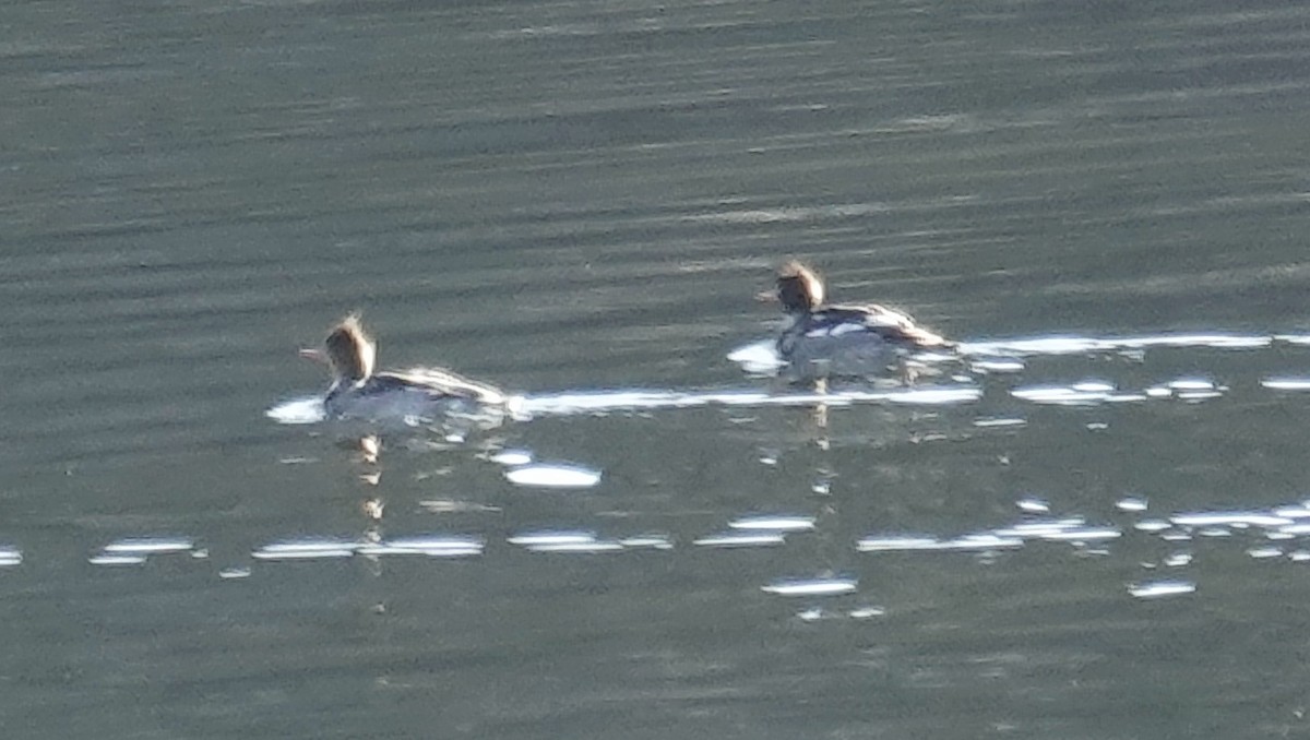 Red-breasted Merganser - ML505346191