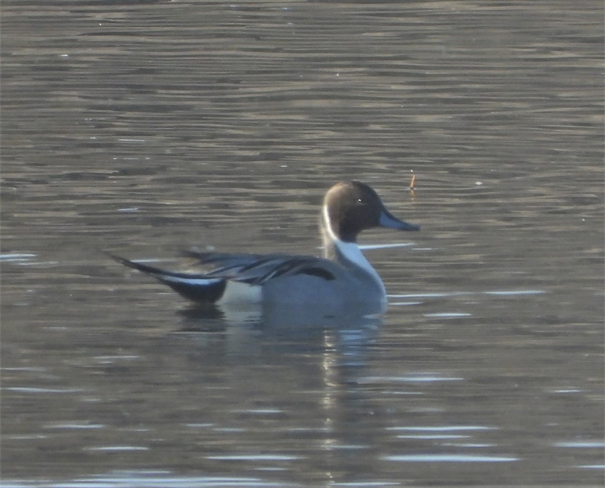 Northern Pintail - ML505348121