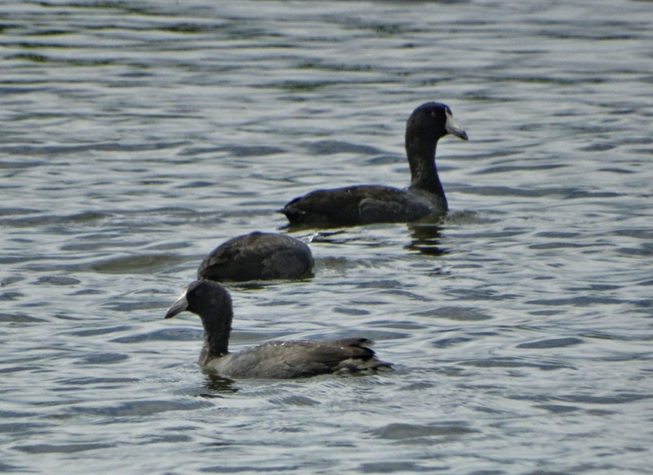 American Coot - ML505348361