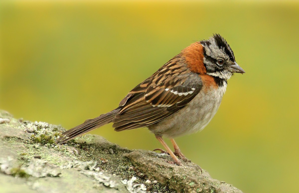 Rufous-collared Sparrow - Frank Thierfelder