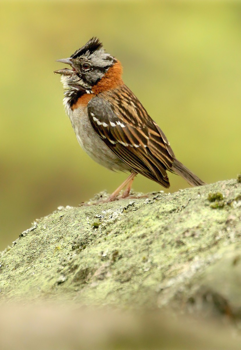 Rufous-collared Sparrow - Frank Thierfelder