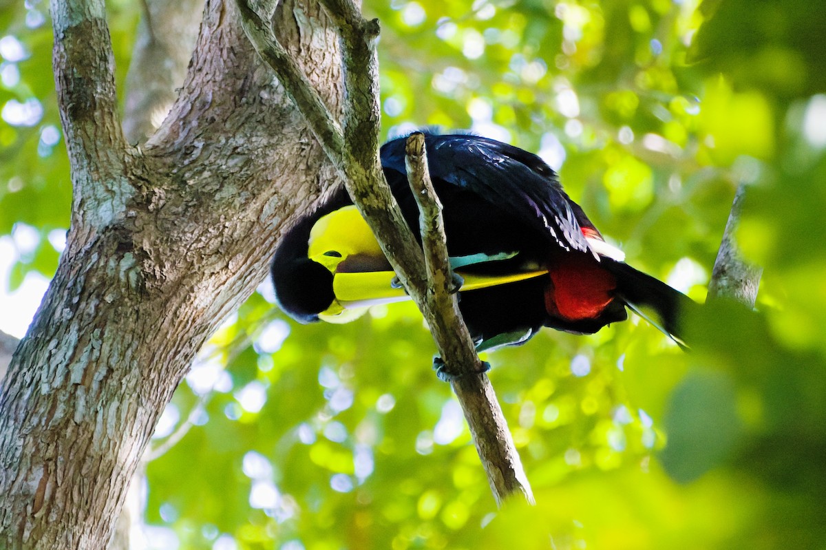 Yellow-throated Toucan - Stephen Cook