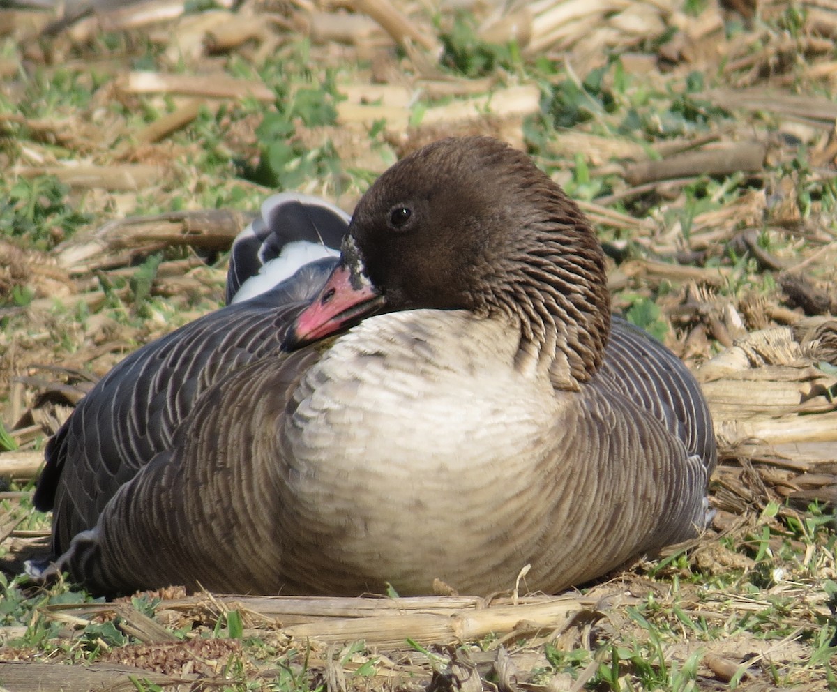 Pink-footed Goose - Alissa Kegelman