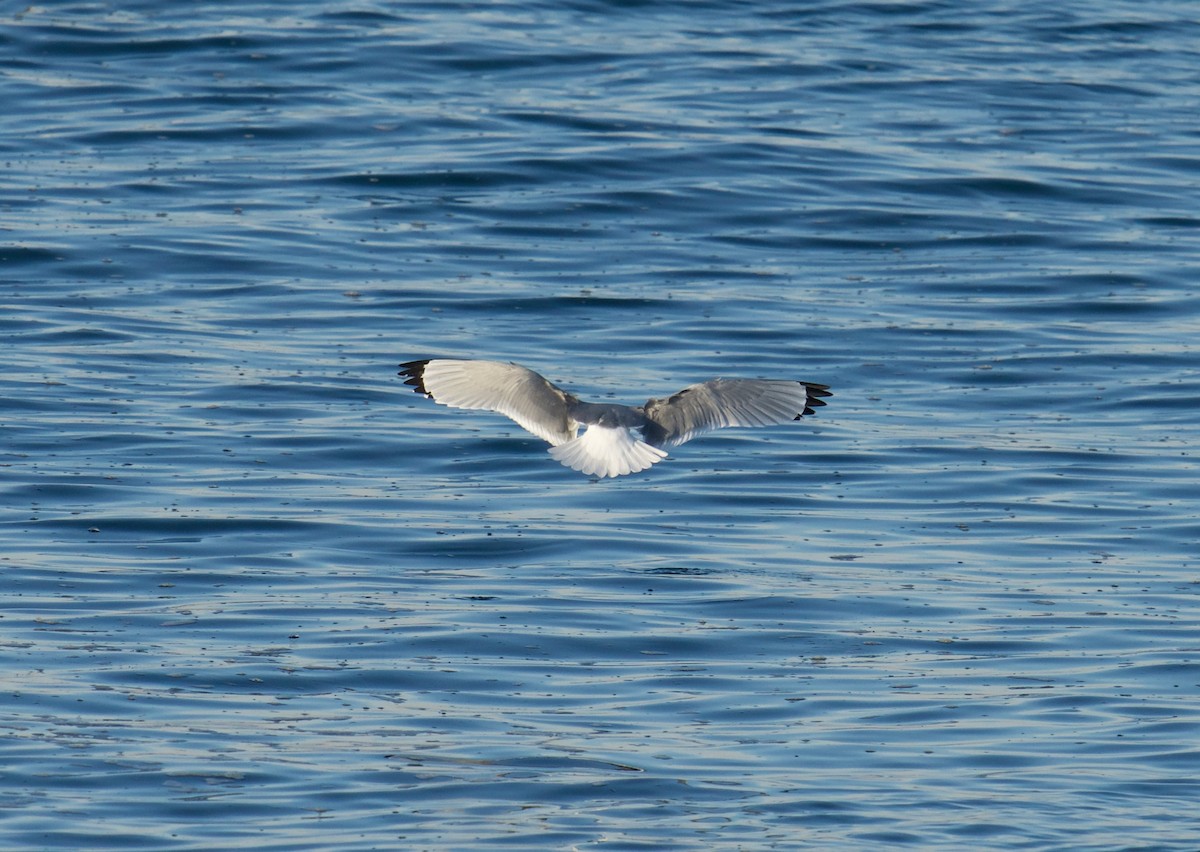 Black-legged Kittiwake - ML505352581