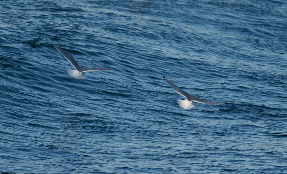 Black-legged Kittiwake - ML505352831