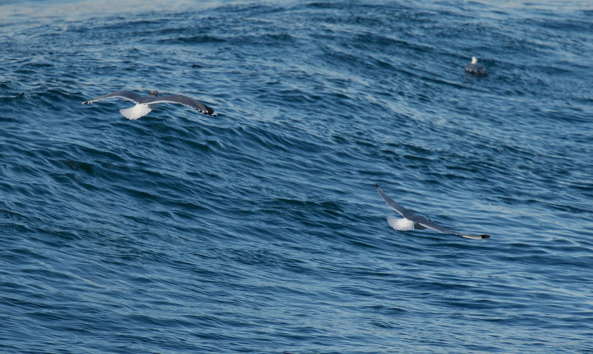 Black-legged Kittiwake - ML505353191