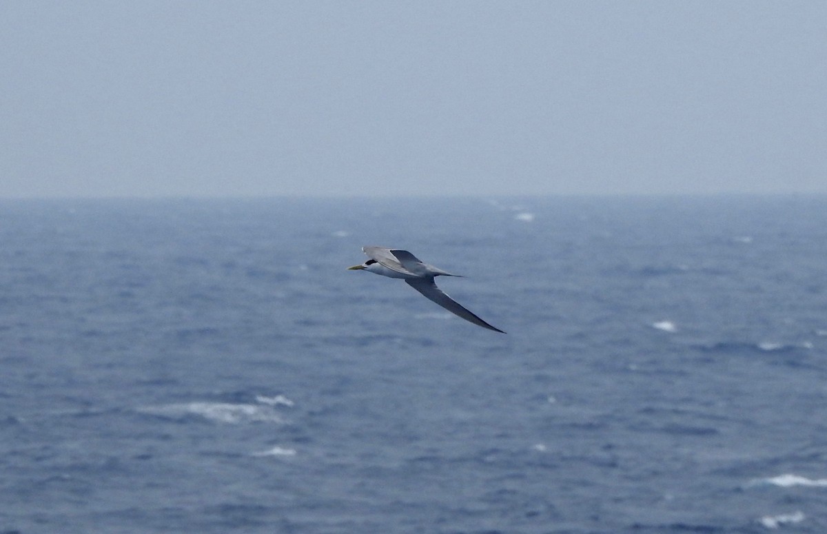 Great Crested Tern - ML505353311