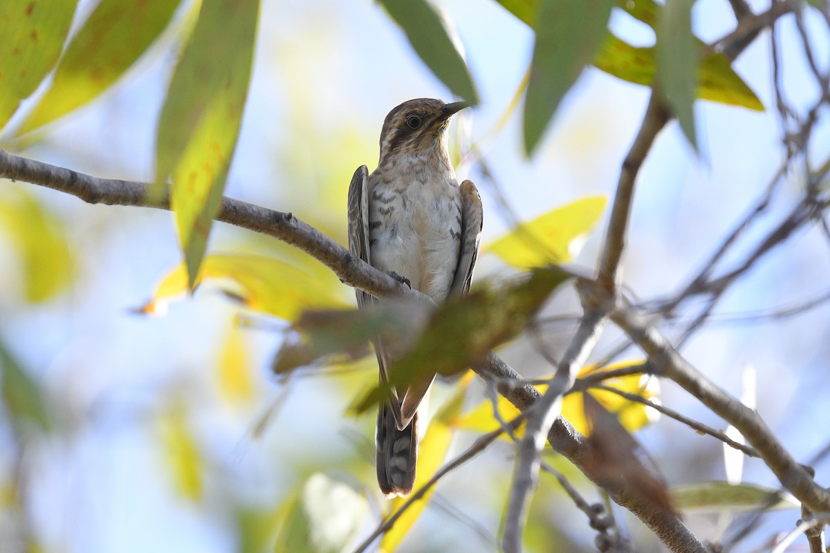 Horsfield's Bronze-Cuckoo - Harn Sheng Khor