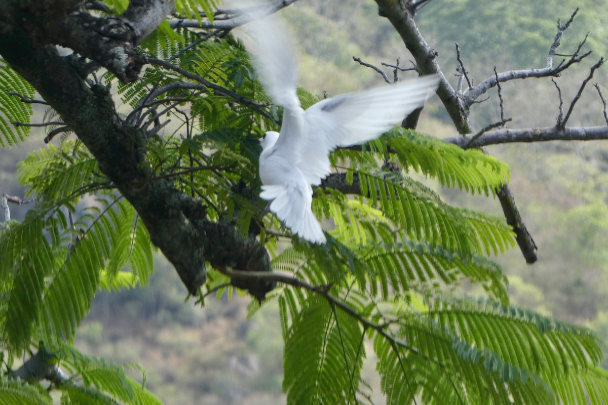 White Tern - Guy Poisson
